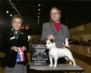 american russel terrier club