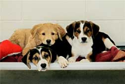 companian_animal_pups