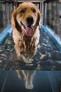 dog-on-treadmill