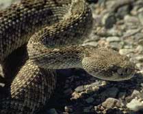 snakebite